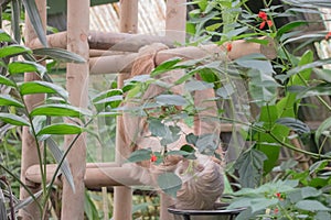 Sloths spend most of their lives hanging upside down in the trees of the tropical rainforests