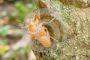 Slough cicada