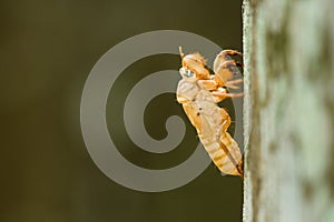 Slough cicada