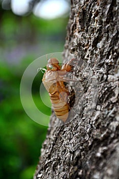 Slough off of the cicada