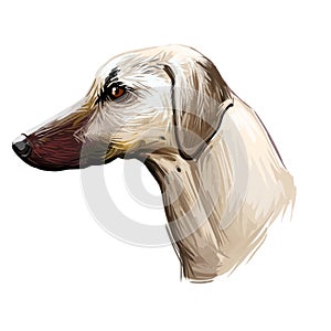 Sloughi dog hound originated from Africa digital art. Watercolor portrait of African pet with short haired coat, doggy with smooth photo