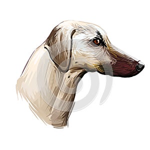 Sloughi dog hound originated from Africa digital art. Watercolor portrait of African pet with short haired coat, doggy with smooth