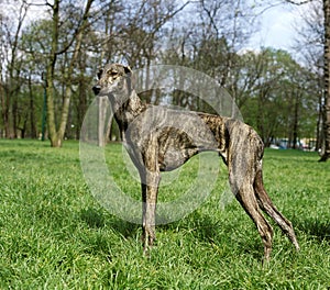 Sloughi Dog standing on Grass