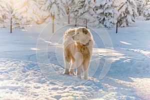 Slovak Cuvac dog white snow mountain hairy sheepdog sun