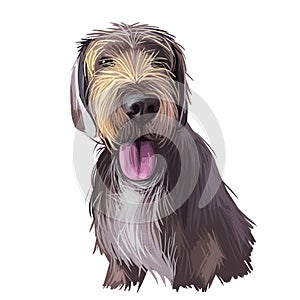 Slovak rough haired pointer sticking out tongue digital art. Pet hand drawn watercolor portrait closeup, doggish muzzle with fur,