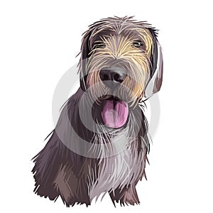 Slovak rough haired pointer sticking out tongue digital art. Pet hand drawn watercolor portrait closeup, doggish muzzle with fur,