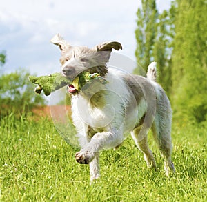 Slovak rough hound running