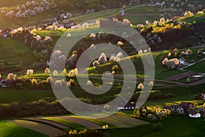 Slovak spring landscape with cherry trees