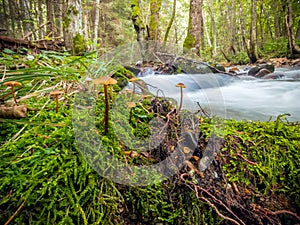 Slovakia forest with small mushrooms growing in the moss