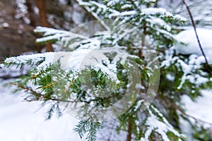 Slovakia national park Mala Fatra, Janosikove diery, Terchova village. Paths in the frost, winter. Hiking and tourism in Slovakia,