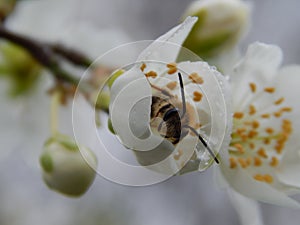 Spring... the bee in the flower