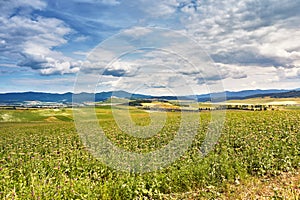 Slovakia summer landscape. Green summer fields, meadows, hills of Tatra mountains. Travel in vacations. Rural Road in Spis region