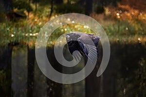 Slovakia wildlife. Eagle flight above the autumn forest lake, birds in Europe. Nature wildlife, bird fly with open bill, autumn