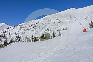 Sunny Weather Over an Empty Ski Slope and Rare Spruces