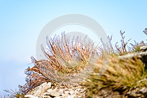 Slovakian carpathian mountains in autumn. frosty grass on summit