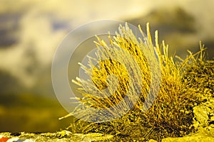 Slovakian carpathian mountains in autumn. frosty grass on summit