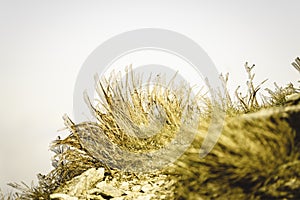 Slovakian carpathian mountains in autumn. frosty grass on summit