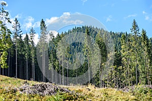 Slovakian carpathian mountains in autumn with green forests