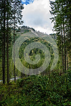 Slovakian carpathian mountains in autumn with green forests