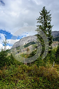 Slovakian carpathian mountains in autumn with green forests