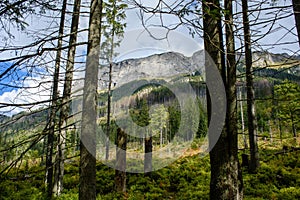 Slovakian carpathian mountains in autumn with green forests