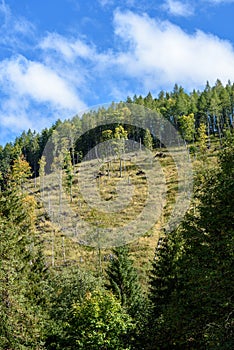 Slovakian carpathian mountains in autumn with green forests