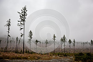 Slovakian carpathian mountains in autumn