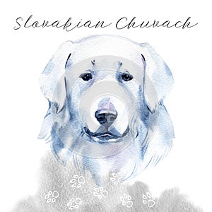 Slovakian Chuvach. Slovak cuvac dog breed with long fur digital art. Watercolor portrait close up of domesticated animal