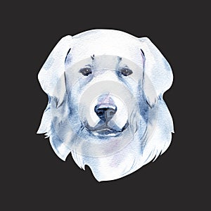 slovenský Čuvach. Slovenské plemeno psa čuvač s digitálním uměním dlouhé srsti. Akvarel portrét zblízka domestikovaných zvířat