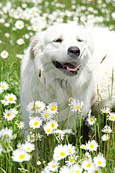 Slovakian Chuvach in white flowers photo