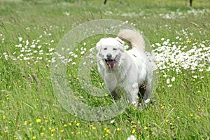 Slovakian Chuvach in white flowers photo