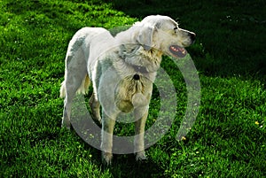 Slovenský čuvačský biely salašnícky pes pochádzajúci z arktického vlka z európskych hôr