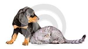 Slovakian hound puppy and Scottish Straight kitten