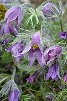 Slovakian pasqueflower