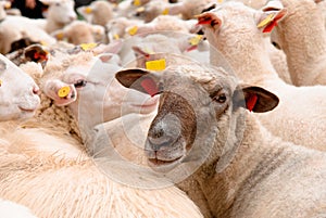 Slovenské ovce v stáde pri pohľade na fotoaparát
