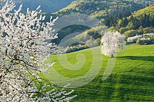 Slovakian spring landscape cherry tree