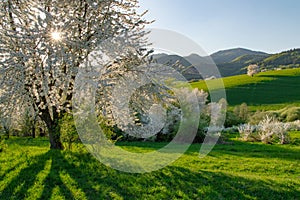 Slovakian spring landscape cherry tree