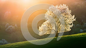 Slovakian spring landscape cherry tree
