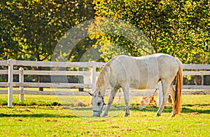 Slovenia, Lipica, Lipizzan Horse