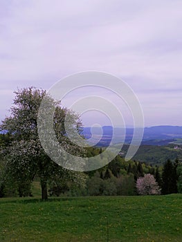 Slovenia Pohorje Areh meadow with blooming apple tree photo