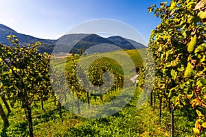 Slovenia - a view of famous vineyard in Skalce, Slovenske Konjice. Scenic, panoramic view of vineyards in sunny day