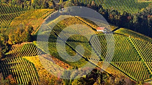 Slovenia vineyard patterns in autumn time