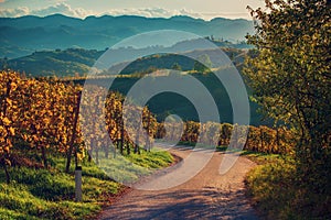 Slovenian and Austrian wine road