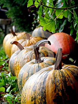 Slovenian autochthonous variety of edible pumpkins Slovenska golica