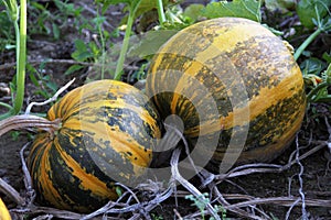 Slovenian autochthonous variety of edible pumpkins Slovenska golica