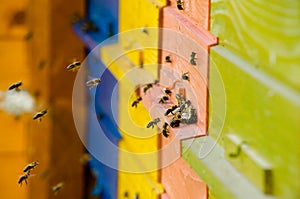 Slovenian Bee Hive