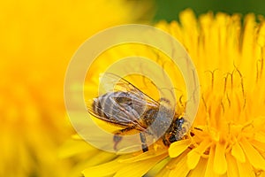 Slovenian honey bee on dandelion flower with blured yellow backgroud.