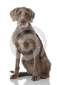 Slovenian wirehair dog isolated