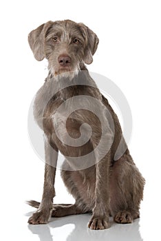 Slovenian wirehair dog isolated photo