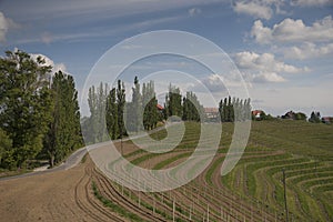 Slovenske Gorice Landscape with vineyards, road and forest